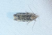 Psoricoptera gibbosella
