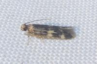 Oegoconia