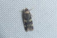 Oegoconia