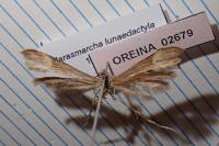 Marasmarcha lunaedactyla