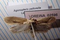 Agonopterix pallorella