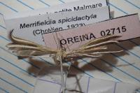 Merrifieldia spicidactyla