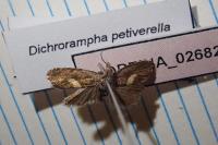 Dichrorampha petiverella