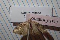 Capua vulgana