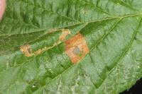 Parornix devoniella