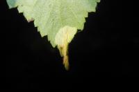 Phyllonorycter