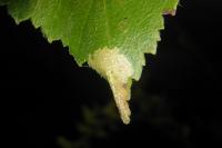 Phyllonorycter