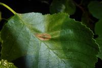 Phyllonorycter