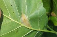 Phyllonorycter