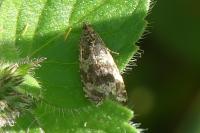 Celypha lacunana