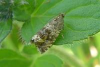 Celypha lacunana