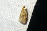 Clepsis rurinana