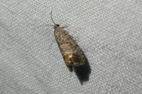 Cydia pomonella