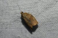 Pandemis heparana