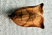 Archips podana