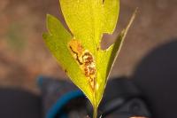 Stigmella perpygmaeella
