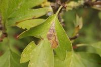 Stigmella perpygmaeella
