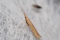 Coleophora salicorniae