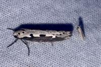 Ethmia bipunctella