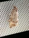 Celypha lacunana