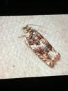 Epinotia abbreviana