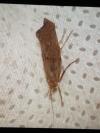 Ypsolopha horridella