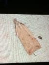 Dichomeris limosella
