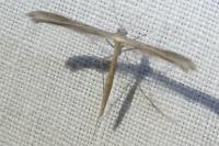 Emmelina monodactyla