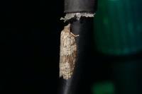 Acleris sparsana