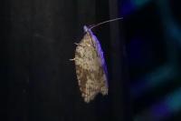 Acleris sparsana