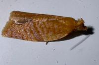 Clepsis consimilana