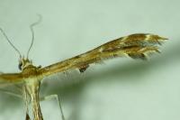 Oxyptilus distans