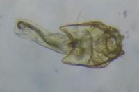Stigmella samiatella
