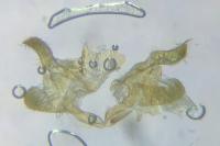 Apodia bifractella