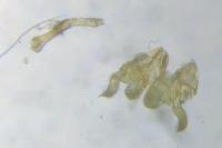 Apodia bifractella