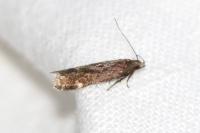 Aproaerema anthyllidella