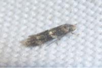 Elachista consortella