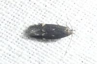 Aproaerema anthyllidella