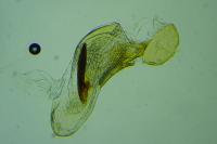 Phalonidia udana