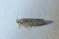 Psoricoptera gibbosella