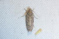 Psoricoptera gibbosella
