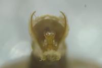Psoricoptera gibbosella