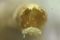 Psoricoptera gibbosella