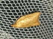 Acleris rhombana