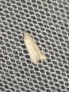 Acompsia cinerella