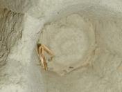 Ypsolopha parenthesella