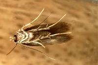 Borkhausenia nefrax
