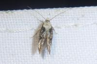 Mompha propinquella