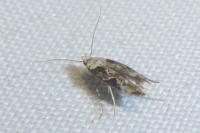 Mompha propinquella