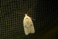 Agonopterix assimilella